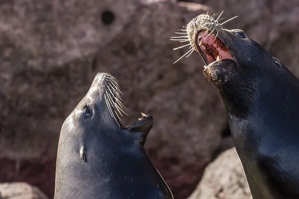 California sea lions (Zalophus californianus) hauled out on Los Islotes, Baja California Sur