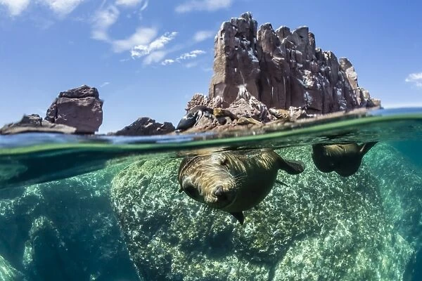 California sea lions (Zalophus californianus), half above and half below at Los Islotes