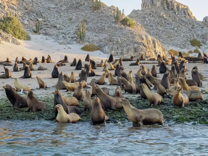 Framed Print : California sea lions (Zalophus californianus), stampeding on the beach in Puerto Refugio, Baja California, Sea of Cortez, Mexico, North America Framed Print : California sea lions (Zalophus californianus), stampeding on the beach in Puerto Refugio, Baja California, Sea of Cortez, Mexico, North America