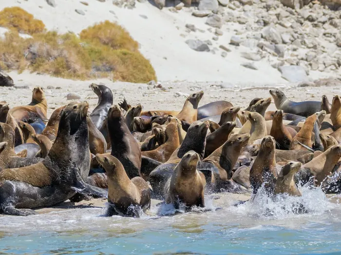 Framed Print : California sea lions (Zalophus californianus), stampeding on the beach in Puerto Refugio, Baja California, Sea of Cortez, Mexico, North America Framed Print : California sea lions (Zalophus californianus), stampeding on the beach in Puerto Refugio, Baja California, Sea of Cortez, Mexico, North America