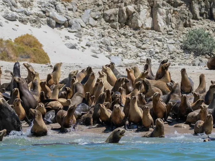 Framed Print : California sea lions (Zalophus californianus), stampeding on the beach in Puerto Refugio, Baja California, Sea of Cortez, Mexico, North America Framed Print : California sea lions (Zalophus californianus), stampeding on the beach in Puerto Refugio, Baja California, Sea of Cortez, Mexico, North America