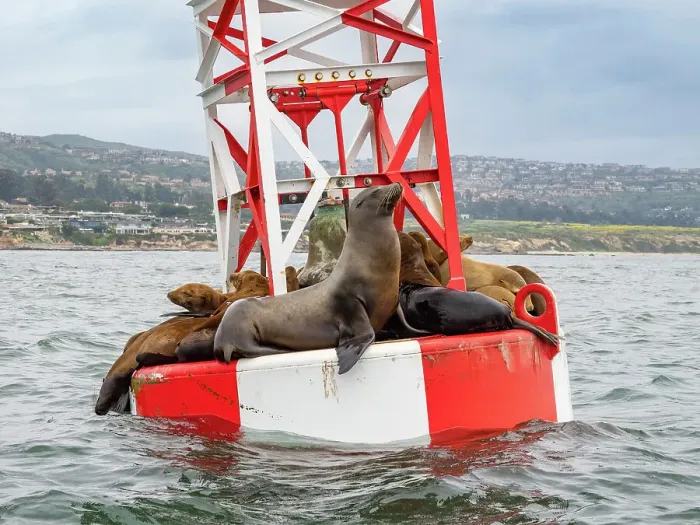 Framed Print : California sea lions (Zalophus californianus), grouped together on a channel marker off Newport Beach, California, United States of America, North America Framed Print : California sea lions (Zalophus californianus), grouped together on a channel marker off Newport Beach, California, United States of America, North America