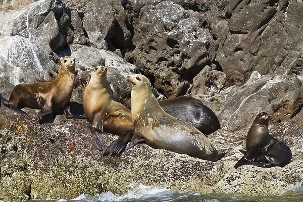 California sea lions (Zalophus californianus), Los Islotes, Baja California Sur, Gulf of California (Sea of Cortez), Mexico, North America