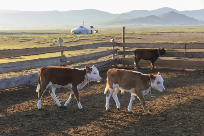 Framed Print : Calves in pen, with ger and distant hills, summer dawn, Nomad camp, Gurvanbulag, Bulgan Framed Print : Calves in pen, with ger and distant hills, summer dawn, Nomad camp, Gurvanbulag, Bulgan