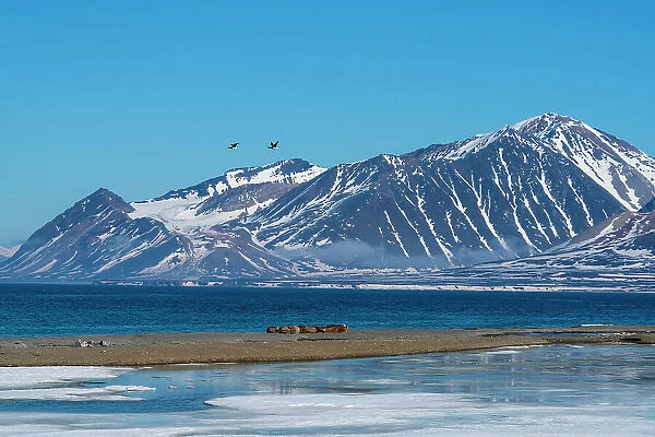 Calypsobyen, Spitsbergen, Svalbard Islands, Arctic, Norway, Europe
