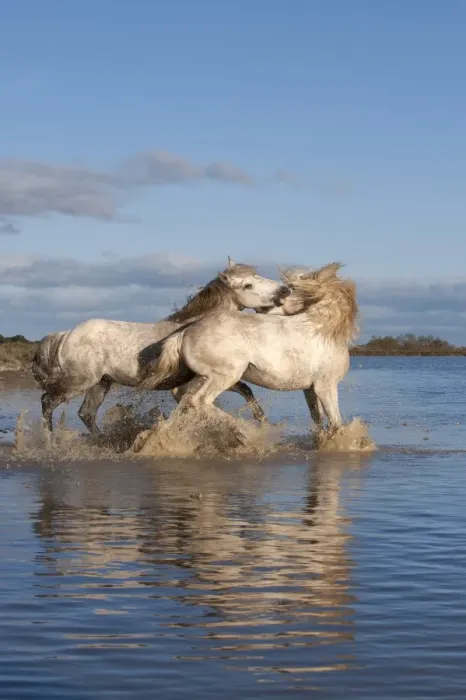 Framed Print : Camargue horses, stallions fighting in the water, Bouches du Rhone, Provence, France, Europe Framed Print : Camargue horses, stallions fighting in the water, Bouches du Rhone, Provence, France, Europe
