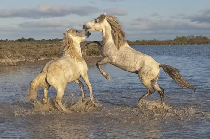 Framed Print : Camargue horses, stallions fighting in the water, Bouches du Rhone, Provence, France, Europe Framed Print : Camargue horses, stallions fighting in the water, Bouches du Rhone, Provence, France, Europe