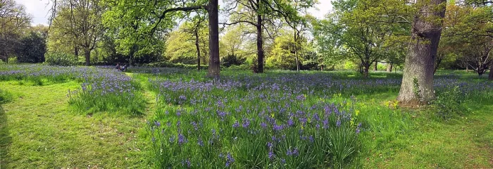 Framed Print : Camassia Flowers, Kew Gardens, United Kingdom Framed Print : Camassia Flowers, Kew Gardens, United Kingdom