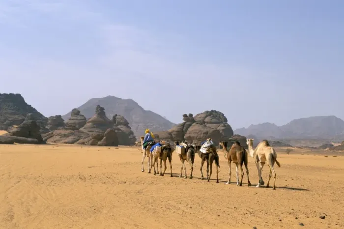 Framed Print : Camel caravan, Akakus, Sahara desert, Fezzan, Libya, North Africa, Africa Framed Print : Camel caravan, Akakus, Sahara desert, Fezzan, Libya, North Africa, Africa