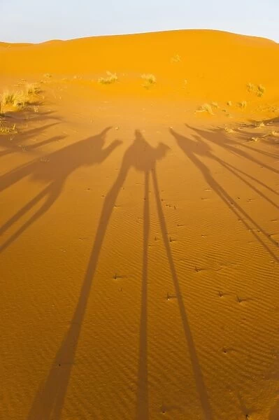 Camel caravan shadows, Erg Chebbi Desert, Sahara Desert near Merzouga, Morocco, North Africa, Africa