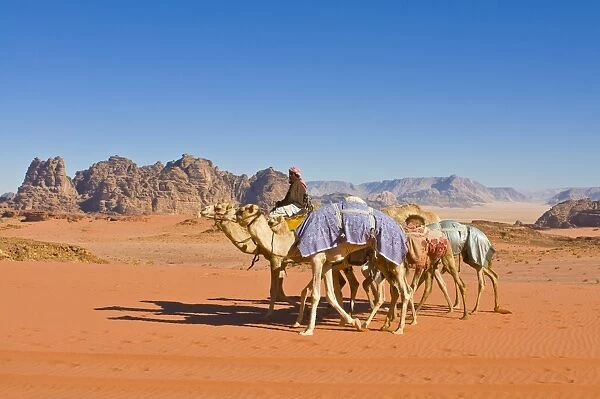 Camel caravan in the stunning desert scenery of Wadi Rum, Jordan, Middle East