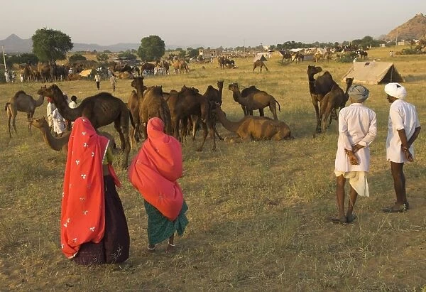 Camel and cattle fair for semi nomadic tribes