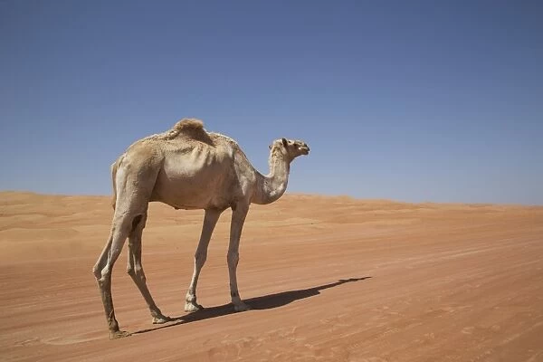 Camel in the desert, Wahiba, Oman, Middle East