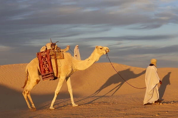 Camel driver in the Sahara, Douz, Kebili, Tunisia available as Framed  Prints, Photos, Wall Art and Photo Gifts #19955047