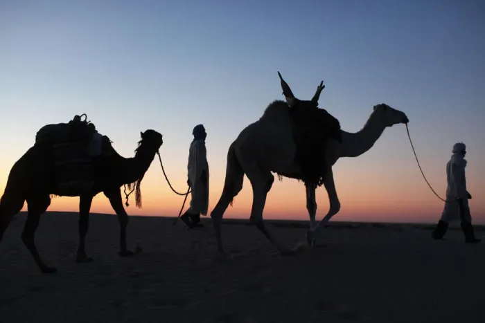 Framed Print : Camel drivers at dusk in the Sahara desert, near Douz, Kebili, Tunisia, North Africa Framed Print : Camel drivers at dusk in the Sahara desert, near Douz, Kebili, Tunisia, North Africa