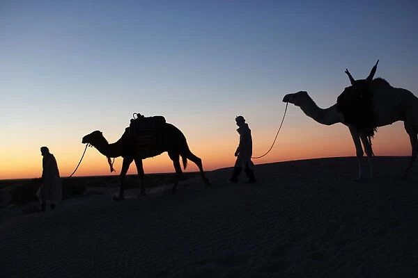 Camel drivers at dusk in the Sahara desert, near Douz, Kebili, Tunisia, North Africa