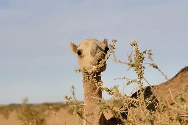 Camel eating acacia