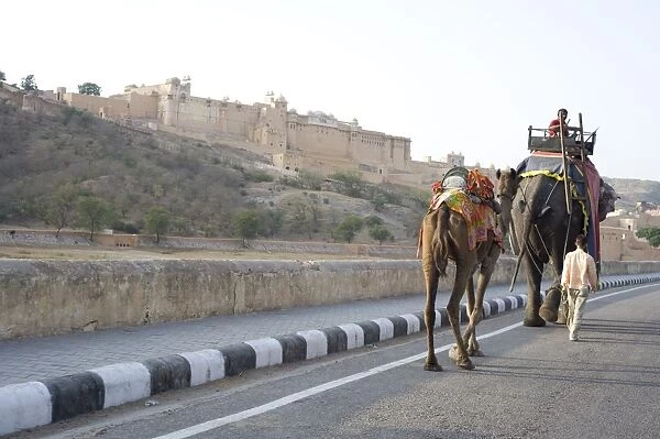 Camel and elephant walking past Amber Fort, Amber, Rajasthan, India, Asia