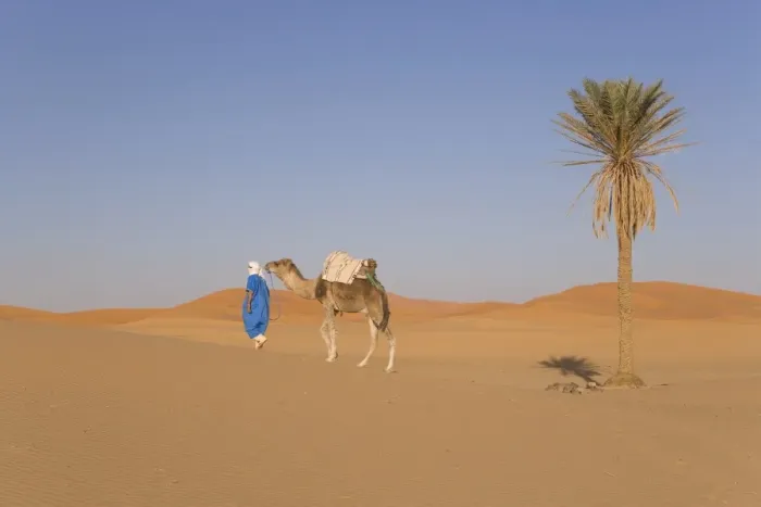 Framed Print : Camel, Erg Chebbi Framed Print : Camel, Erg Chebbi
