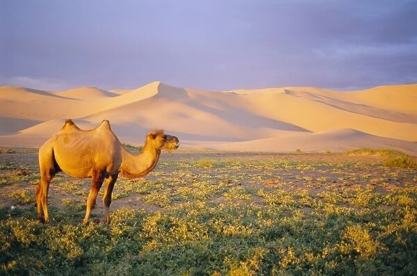 Camel, Gobi Desert National Park