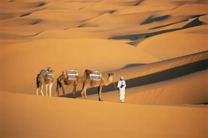 Framed Print : Camel guide and camels Framed Print : Camel guide and camels