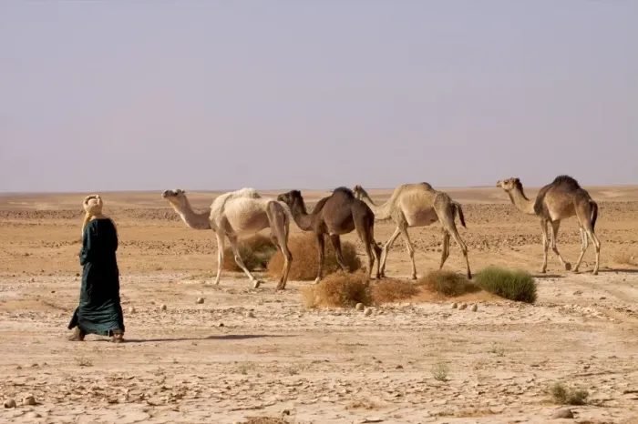 Framed Print : A camel herd in the Fezzan desert, Libya, North Africa, Africa Framed Print : A camel herd in the Fezzan desert, Libya, North Africa, Africa