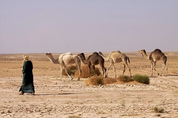 A camel herd in the Fezzan desert, Libya, North Africa, Africa