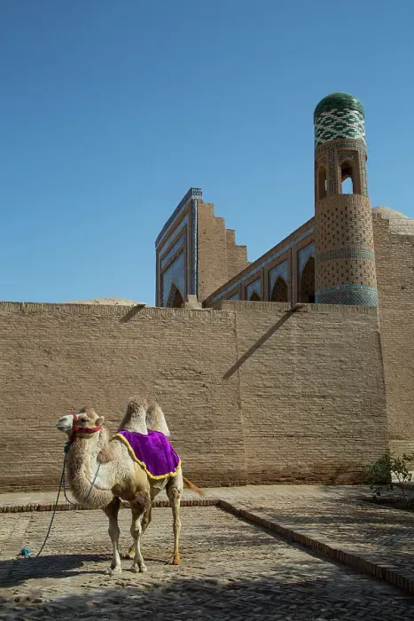 Framed Print : Camel, Ichon Qala (Itchan Kala), UNESCO World Heritage Site, Khiva, Uzbekistan, Central Asia, Asia Framed Print : Camel, Ichon Qala (Itchan Kala), UNESCO World Heritage Site, Khiva, Uzbekistan, Central Asia, Asia