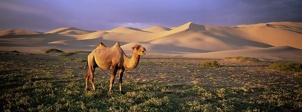 Camel at the Khongryn dunes