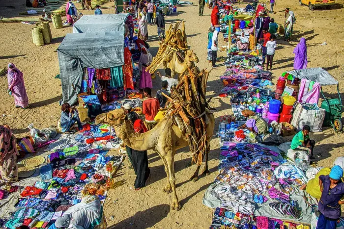 Framed Print : Camel loaded with firewood walking through the colourful Monday market of Keren, Eritrea, Africa