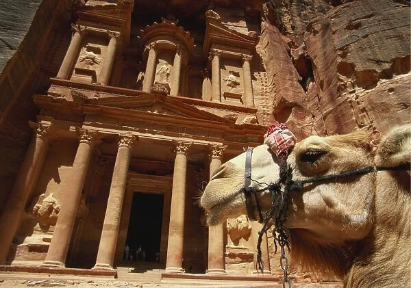 Camel and Low Angle View of the Khazneh, Petra, Jordan
