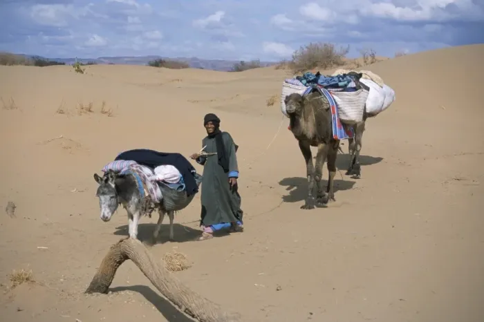 Framed Print : Camel man leading donkey and two camels on desert trek Framed Print : Camel man leading donkey and two camels on desert trek