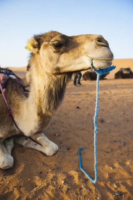 Framed Print : Camel portrait, Erg Chebbi Desert, Sahara Desert near Merzouga, Morocco, North Africa, Africa Framed Print : Camel portrait, Erg Chebbi Desert, Sahara Desert near Merzouga, Morocco, North Africa, Africa