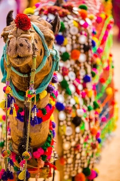 Camel at the Pushkar Camel Fair, Pushkar, Rajasthan, India, Asia