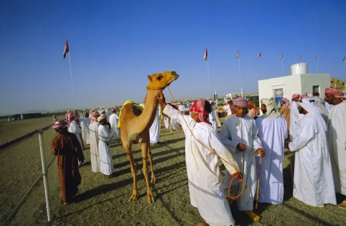 Framed Print : Camel race course Framed Print : Camel race course
