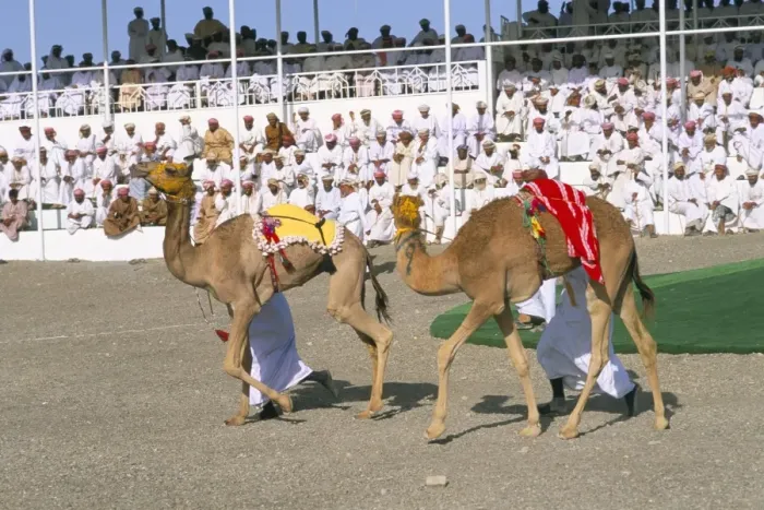 Framed Print : Camel racing Framed Print : Camel racing