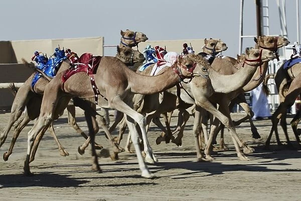 Camel racing at Al Shahaniya race track, 20km outside Doha, Qatar, Middle East
