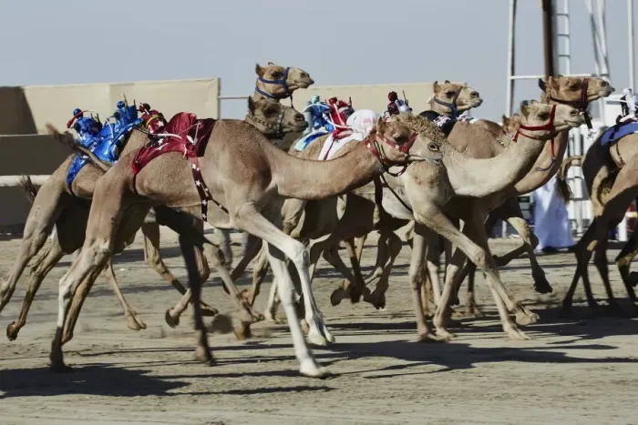 Framed Print : Camel racing at Al Shahaniya race track, 20km outside Doha, Qatar, Middle East