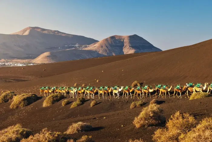 Framed Print : Camel ride at sunrise in Timanfaya National Park, Yaiza, Tinajo, Las Palmas, Lanzarote, Canary Islands, Spain, Atlantic, Europe Framed Print : Camel ride at sunrise in Timanfaya National Park, Yaiza, Tinajo, Las Palmas, Lanzarote, Canary Islands, Spain, Atlantic, Europe