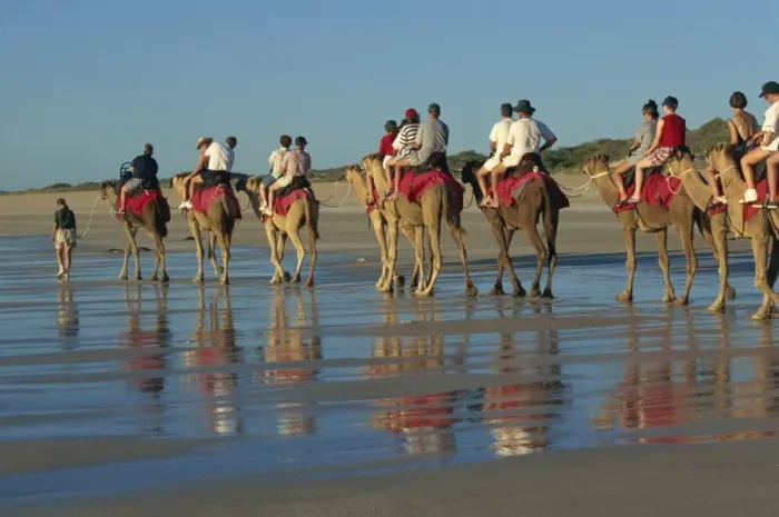 Framed Print : Camel rides, Cable Beach, Broome, Kimberley, Western Australia, Australia, Pacific Framed Print : Camel rides, Cable Beach, Broome, Kimberley, Western Australia, Australia, Pacific