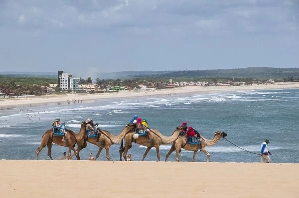 Camel riding in the famous sand dunes of Natal, Rio Grande do Norte, Brazil, South America