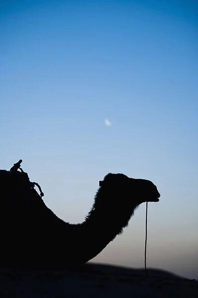 Camel silhouetted below the moon at night, Erg Chebbi Desert, Sahara Desert near Merzouga, Morocco, North Africa, Africa