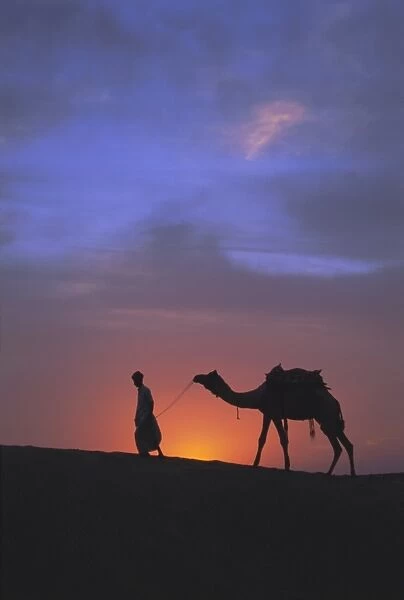 Camel silhouetted against the sunset