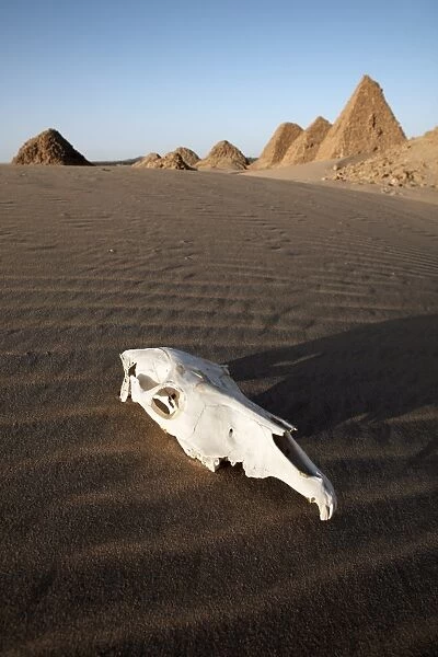 A camel skull at the royal cemetery of Nuri