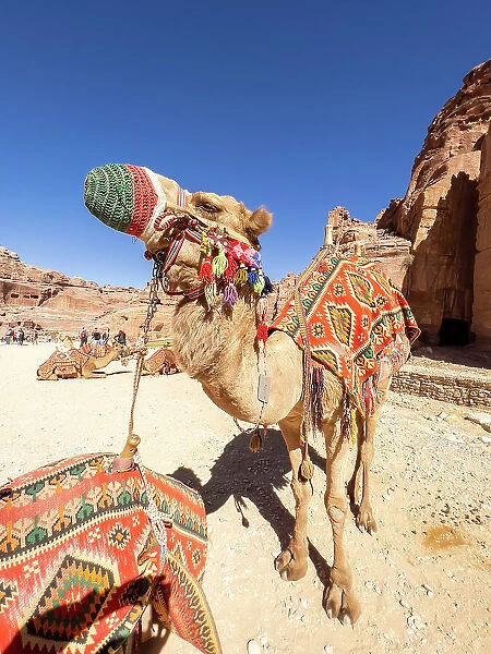 Camel on the Street of Facades, Petra Archaeological Park, UNESCO World Heritage Site, one of the New Seven Wonders of the World, Petra, Jordan, Middle East