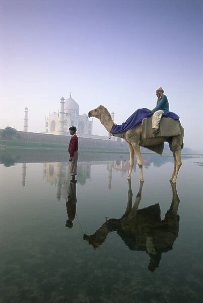 Camel in front of the Taj Mahal and Yamuna (Jumna) River