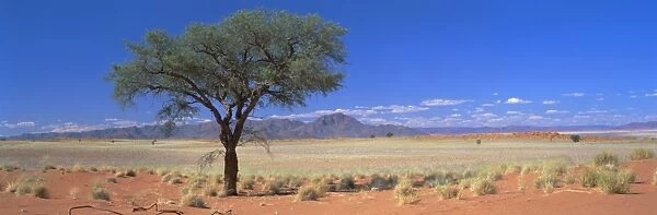 Camel thorn tree in desert landscape