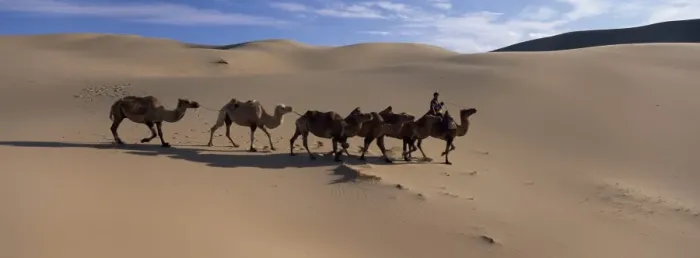 Framed Print : Camel train Framed Print : Camel train