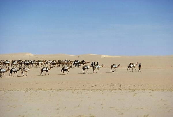 Camel train carrying salt, Taoudenni, Timbuktoo, Mali, Africa
