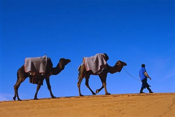 Camel train through desert